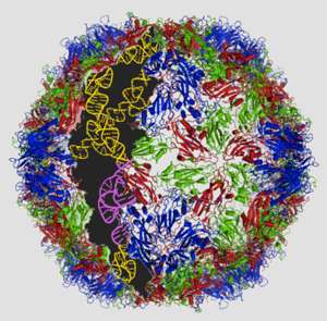 The structure of the PVS-RIPO virus, as shown by Duke University Medical Center